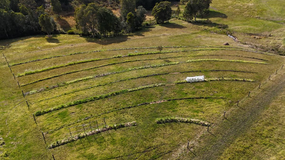 Aerial view of rows in Paddock 2