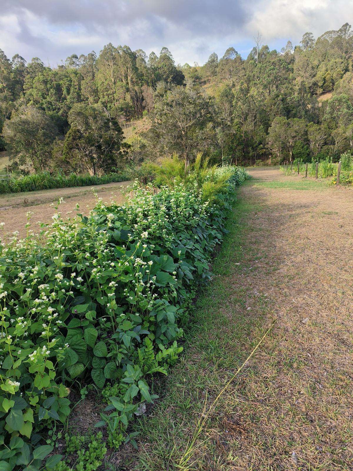 Cultivated row with companion plants