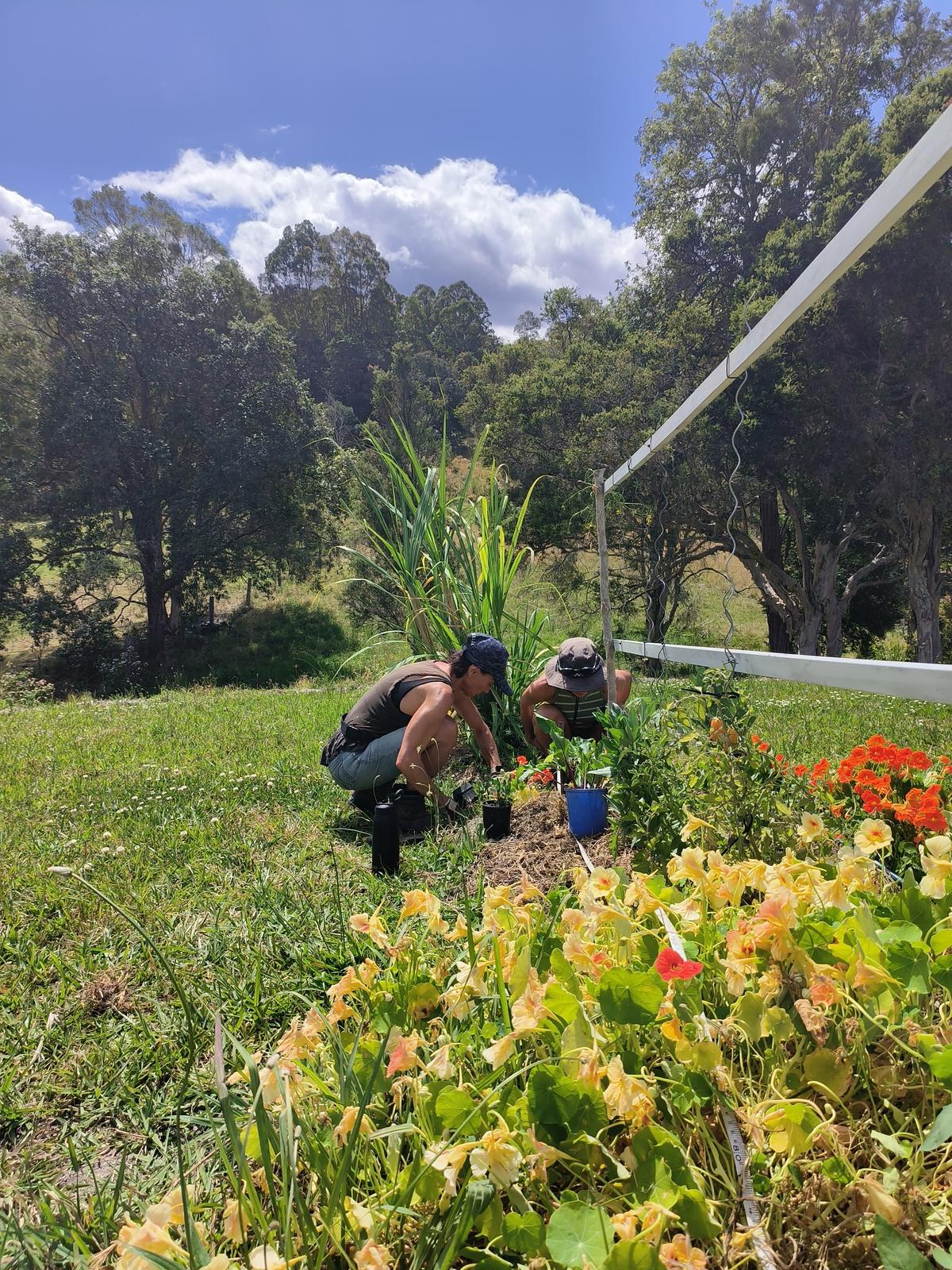 Plant strata in action