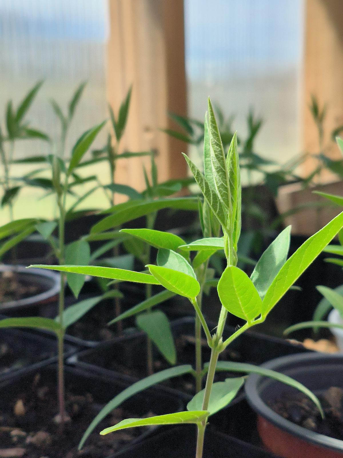 Close-up of nursery seedlings