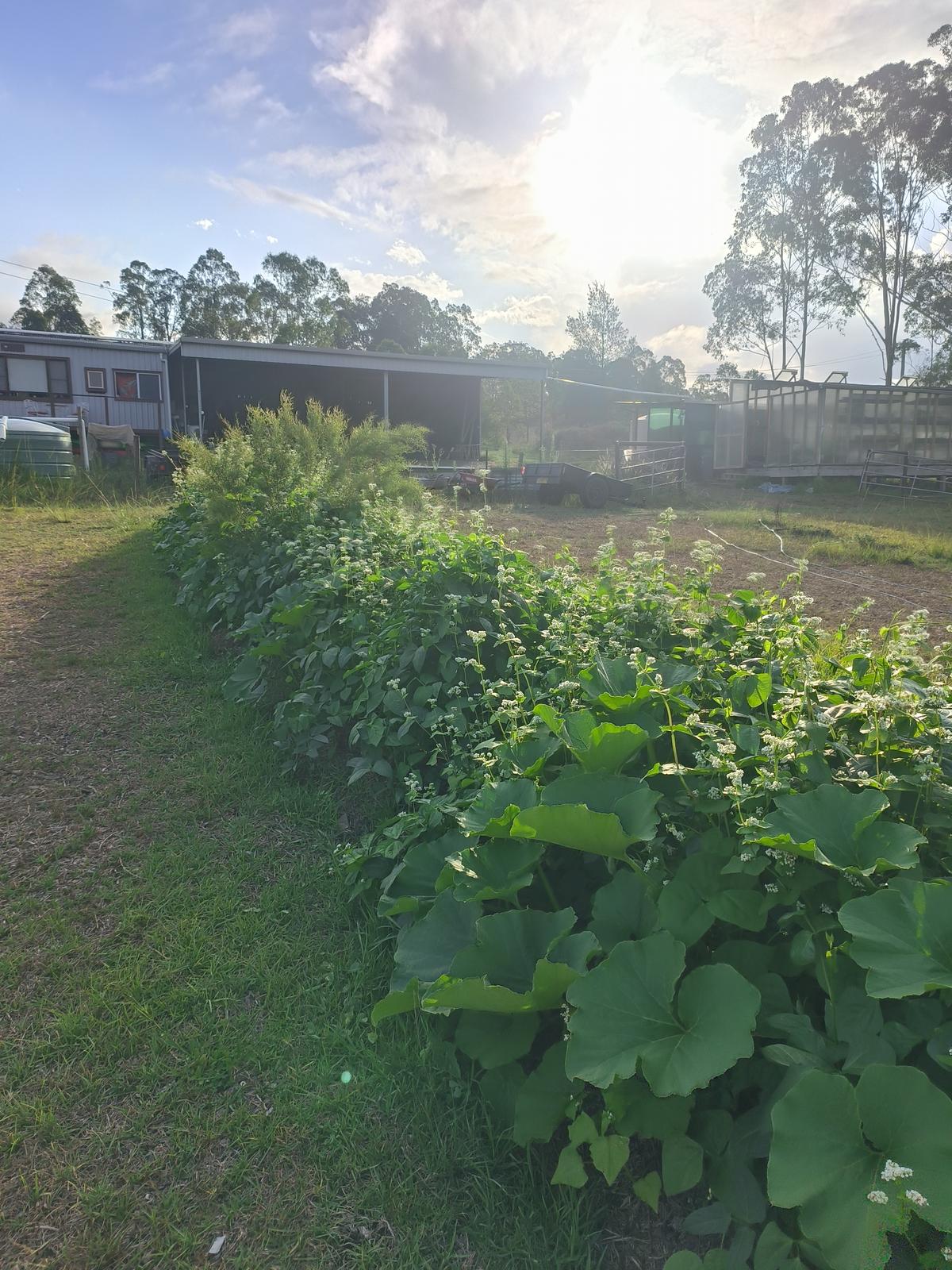 Cultivated row near the sheds