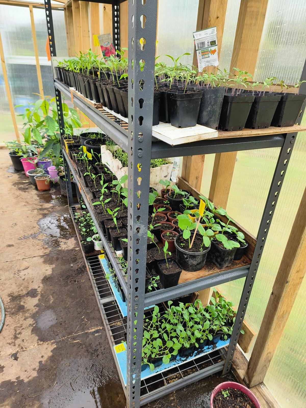Nursery shelves packed with seedlings