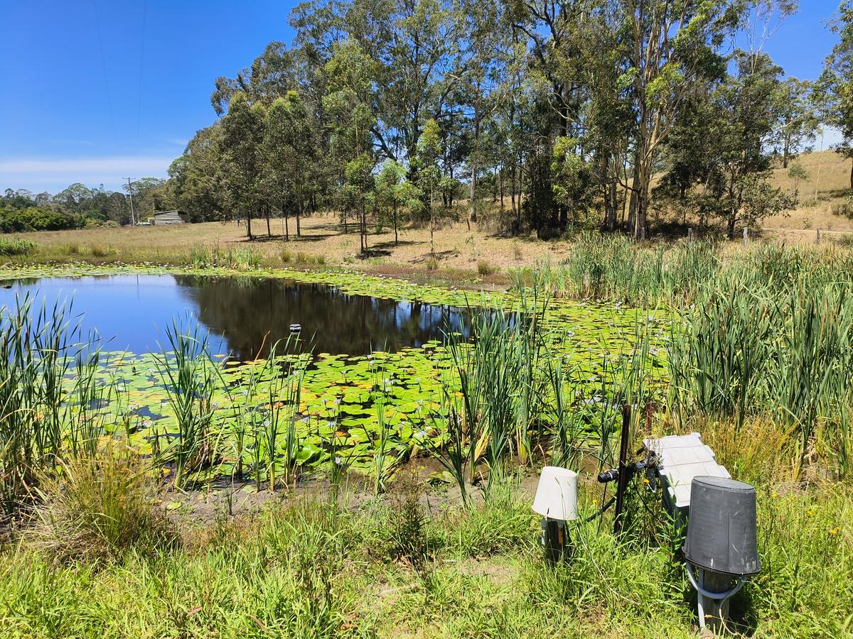 The dam with lily pads and pump