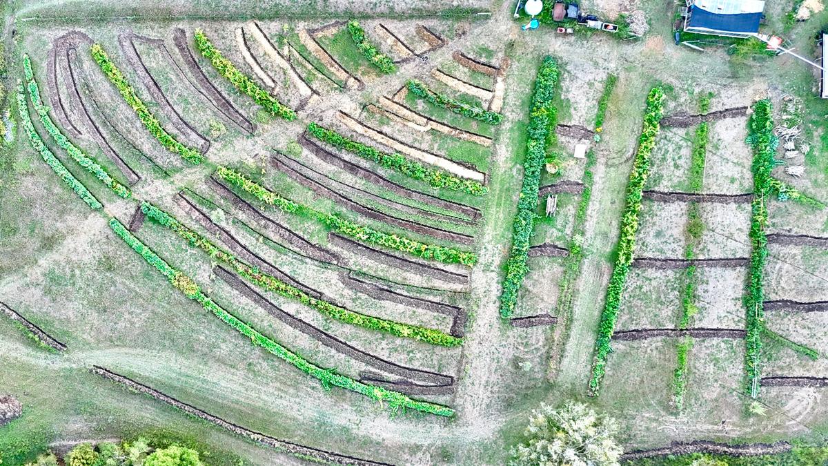Aerial view of P1 and P2 showing row directions