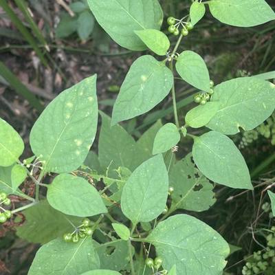 Black Nightshade