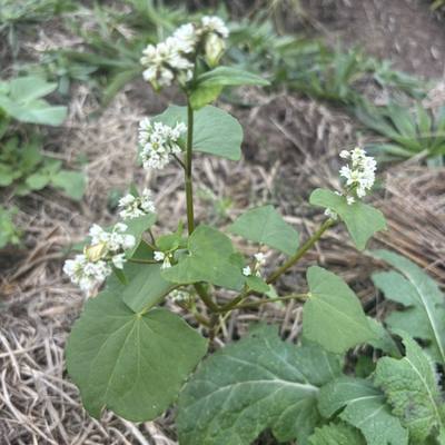 Buckwheat