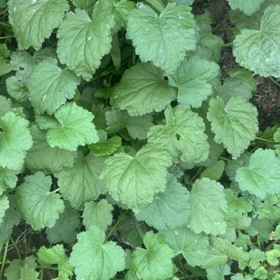Carolina Bristle Mallow