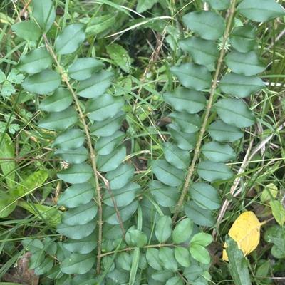 Chinese Privet
