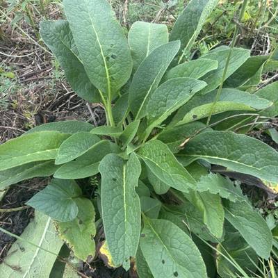 Comfrey
