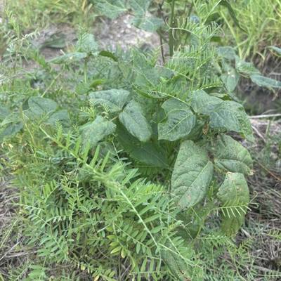 Cow Pea & Vetch