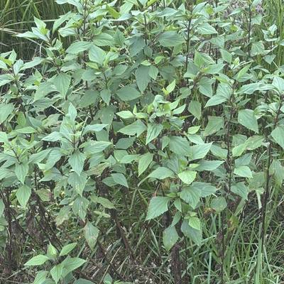 Crofton Weed