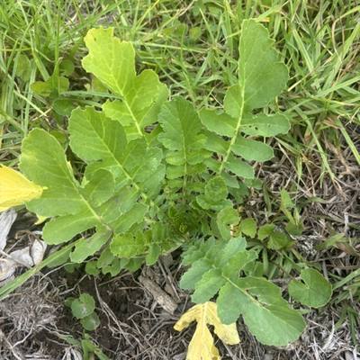 Daikon Radish