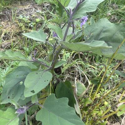 Eggplant
