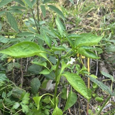 Jalapeño