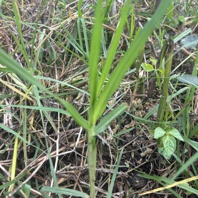 Kikuyu Grass