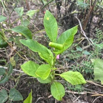 Lemon Tree