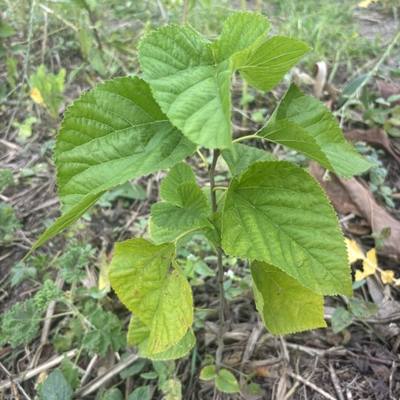 Mulberry