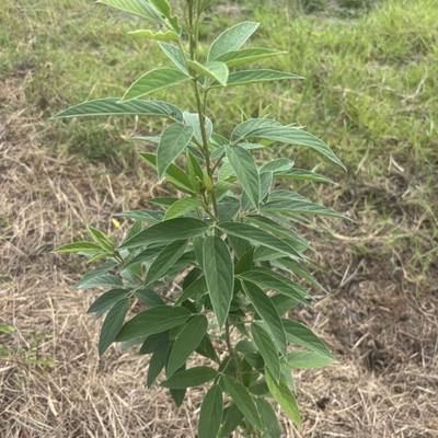 Pigeon Pea