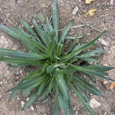 Plantain