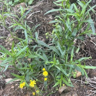 Ragwort