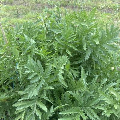 Tansy