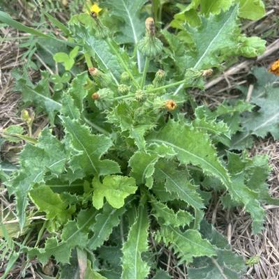Thistle