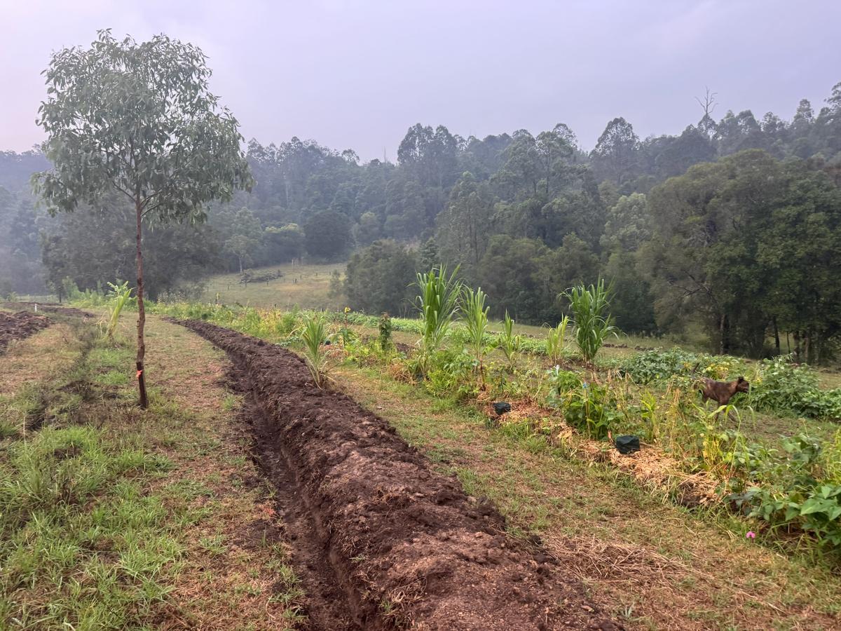 Tree row and trench row side by side