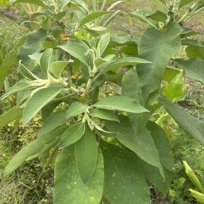 Wild Tobacco